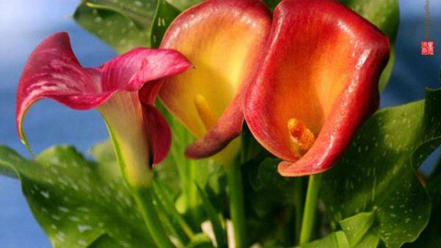 How to breed colorful calla lilies