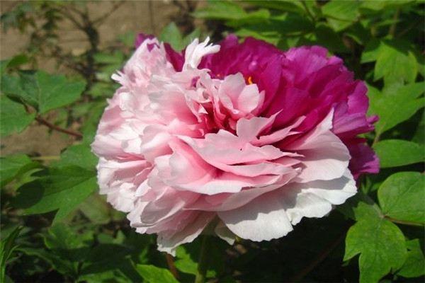 Cultivation methods and precautions of purple-spotted peony