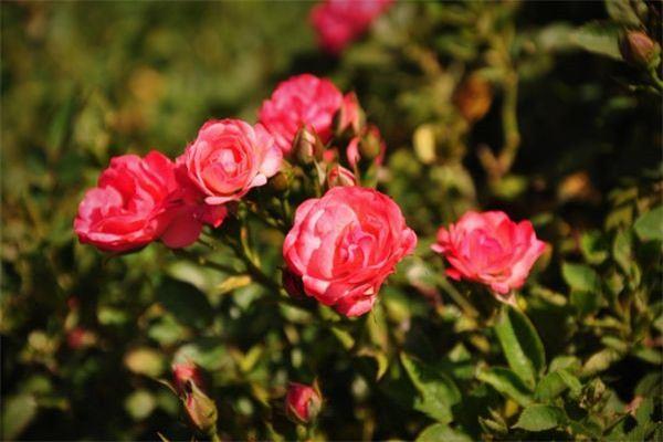 What are the varieties of miniature roses