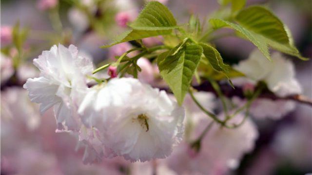 How to distinguish between early cherry blossoms and late cherry blossoms in Japan