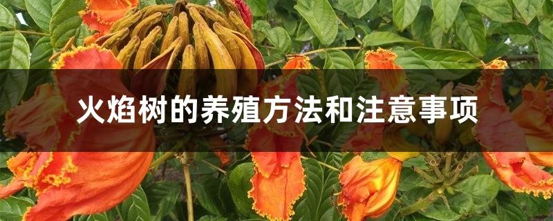 The cultivation method and precautions of flame tree