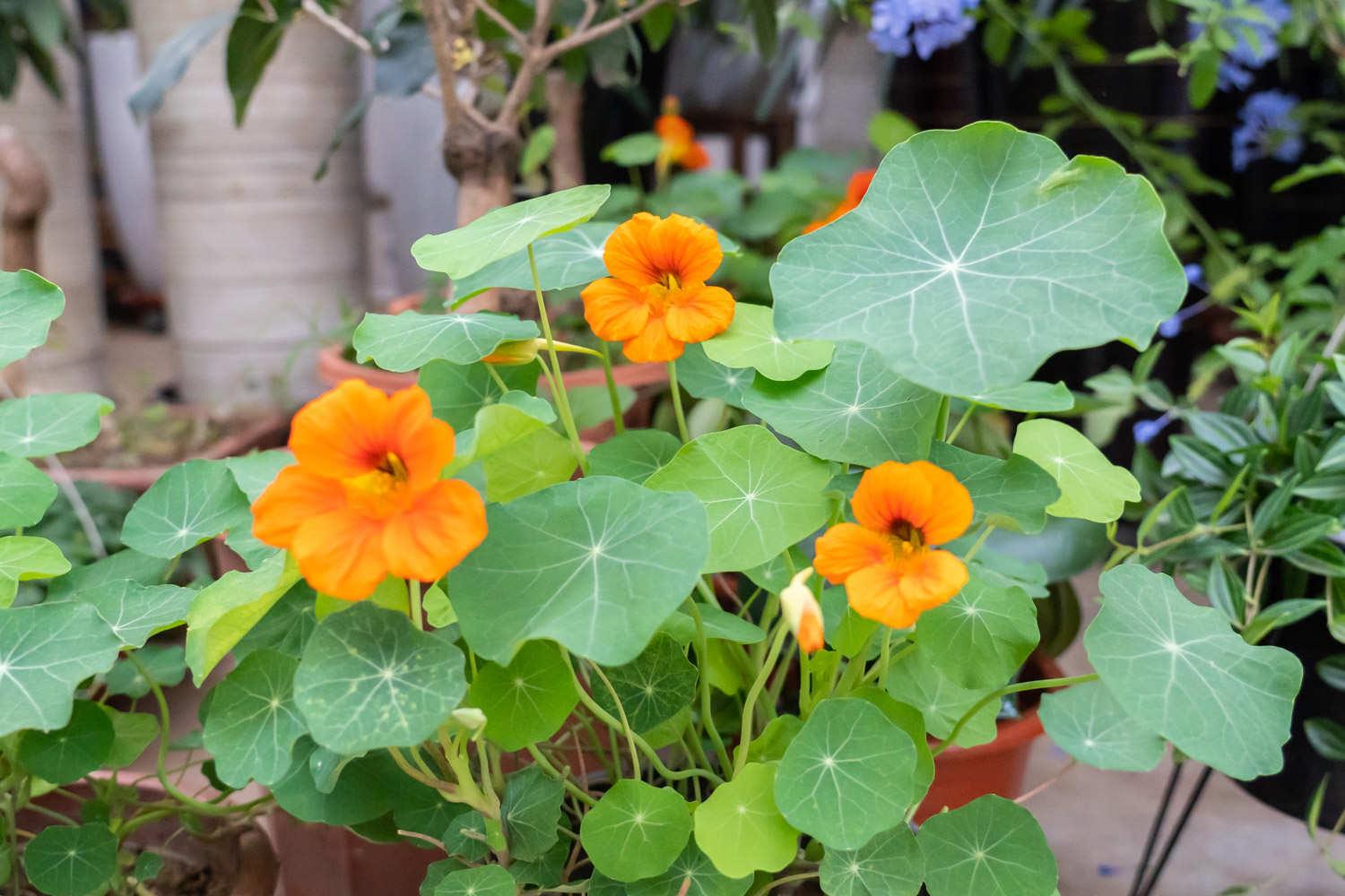 Nasturtium