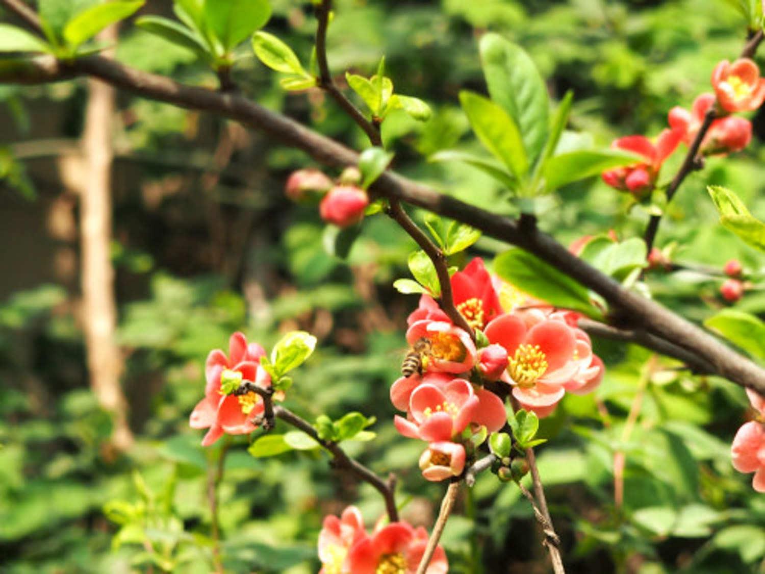 TieGeng Begonia