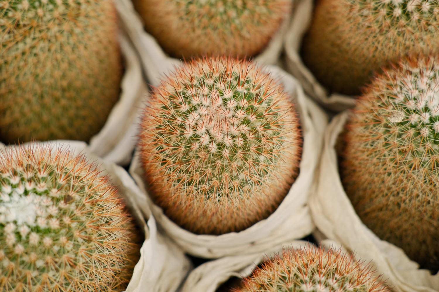 Cactus