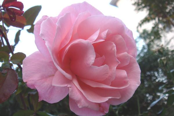 You have to be careful about these things when growing roses on a closed balcony