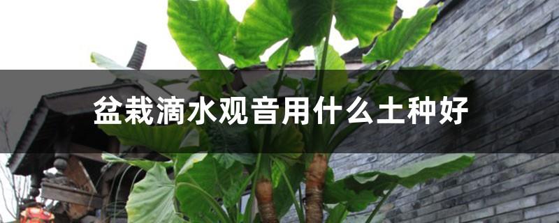 What soil is good for growing potted dripping Guanyin