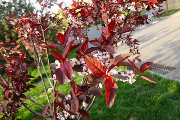 When does the purple-leaf dwarf cherry bloom