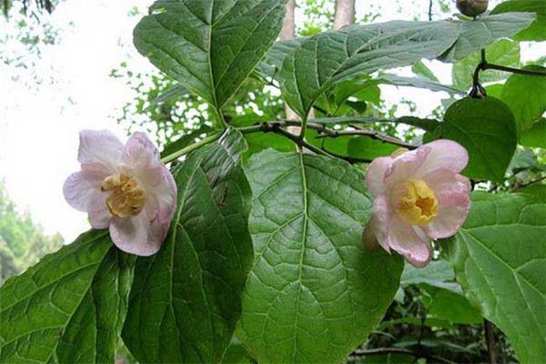 Cultivation methods and precautions for wintersweet