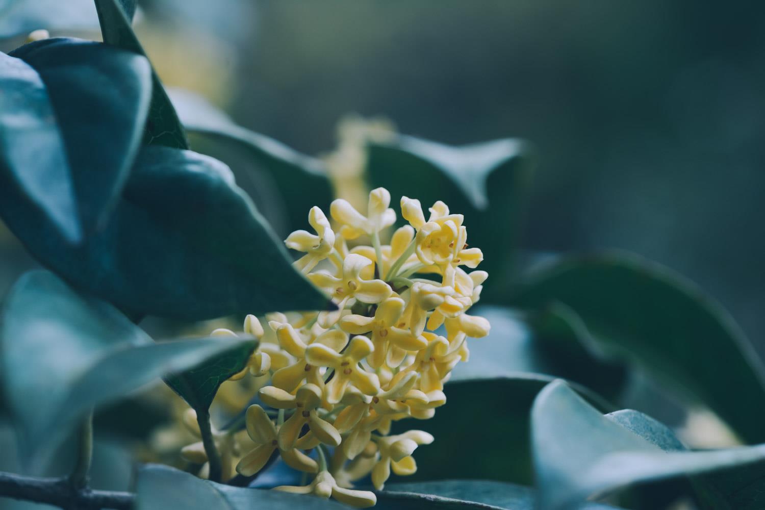 Osmanthus