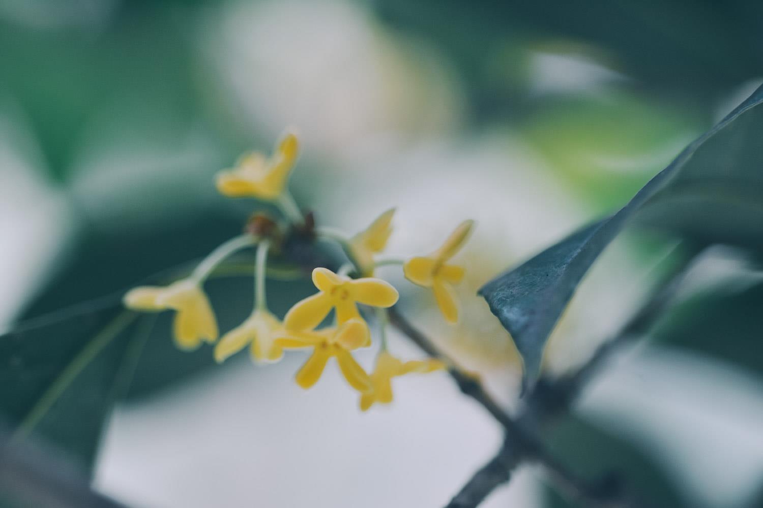 Osmanthus