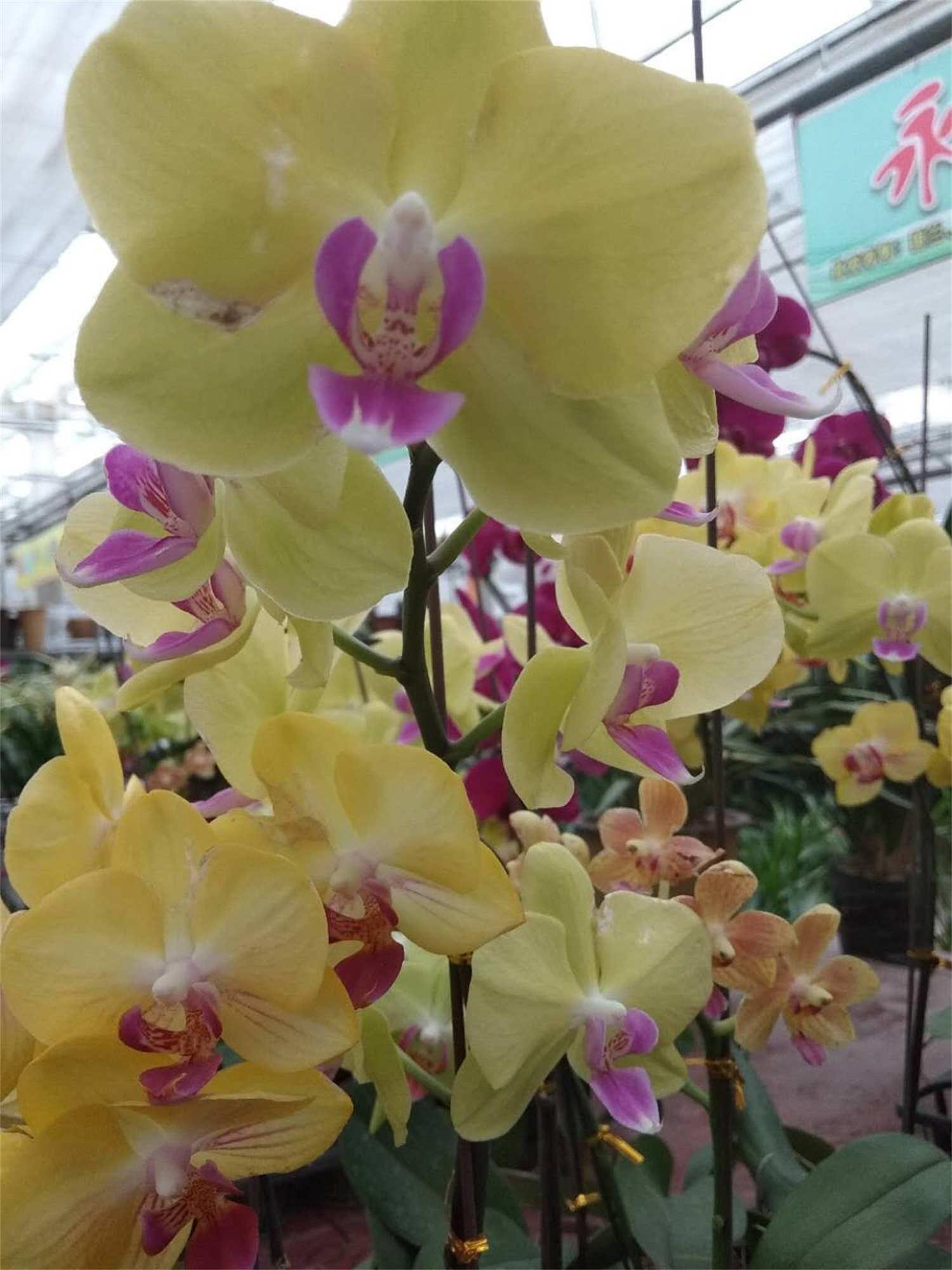 Phalaenopsis