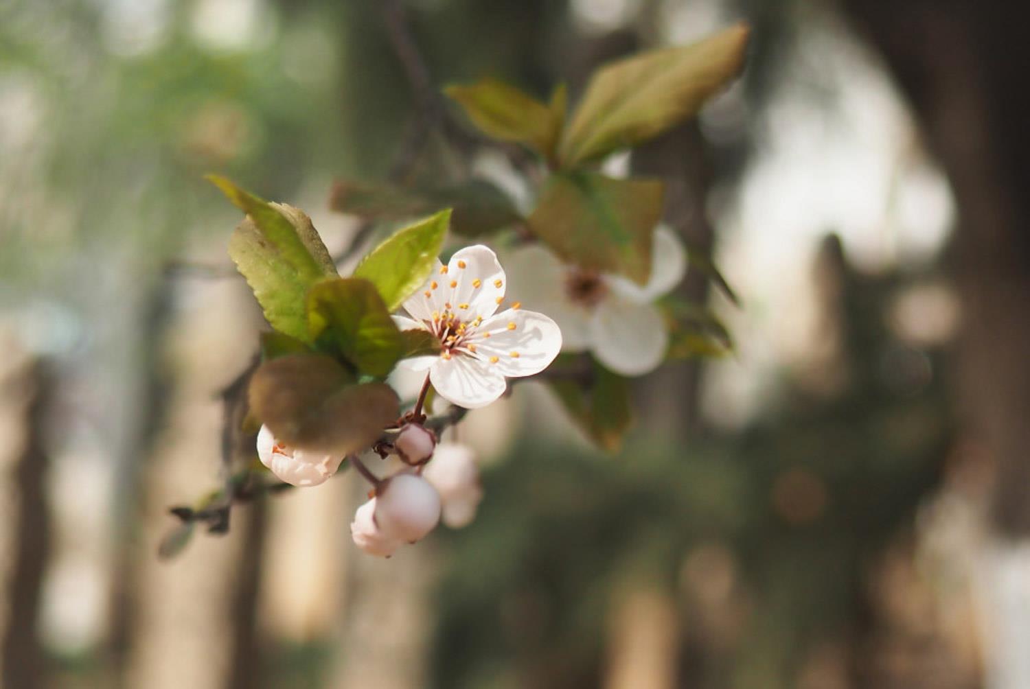 Purple Leaf Plum