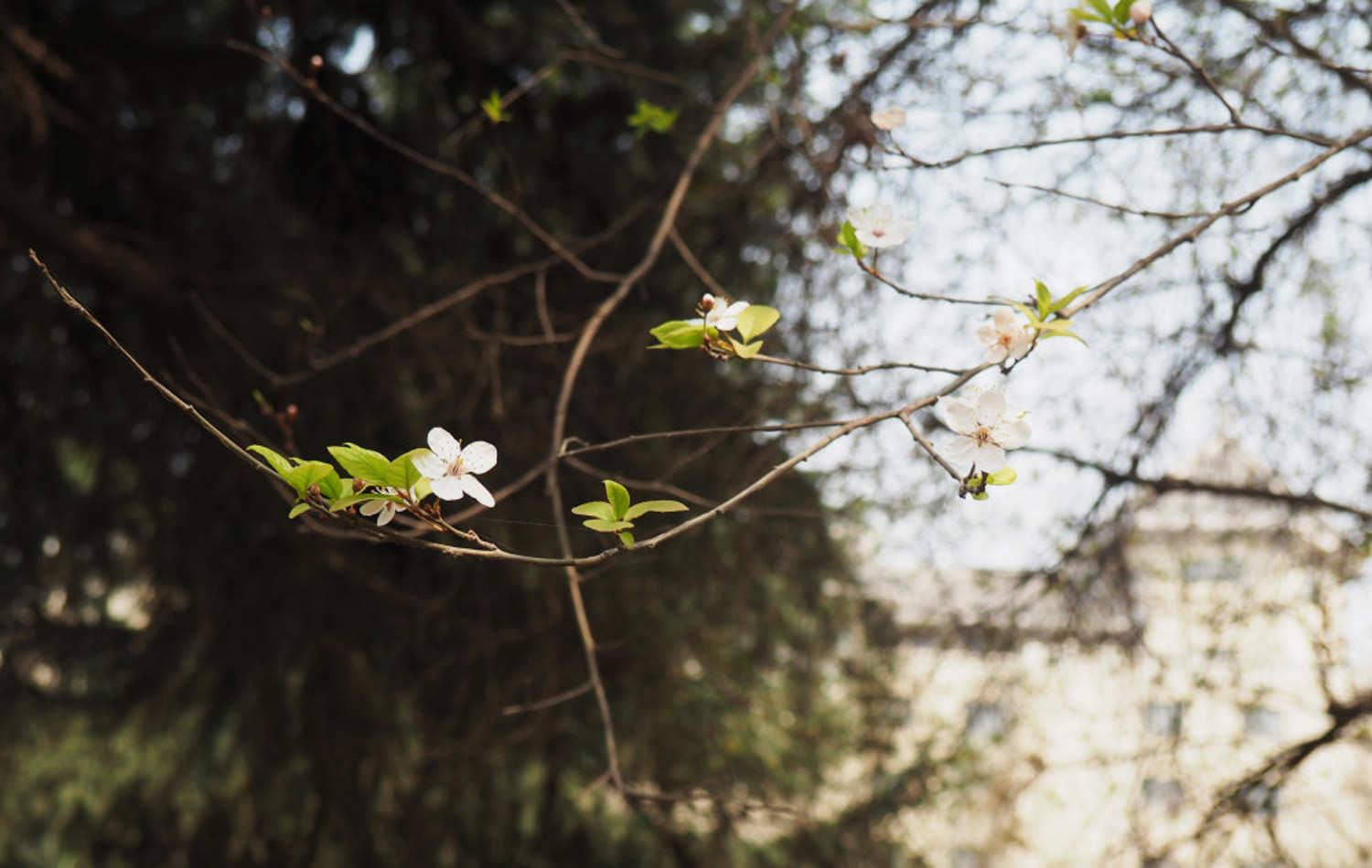 Purple Leaf Plum