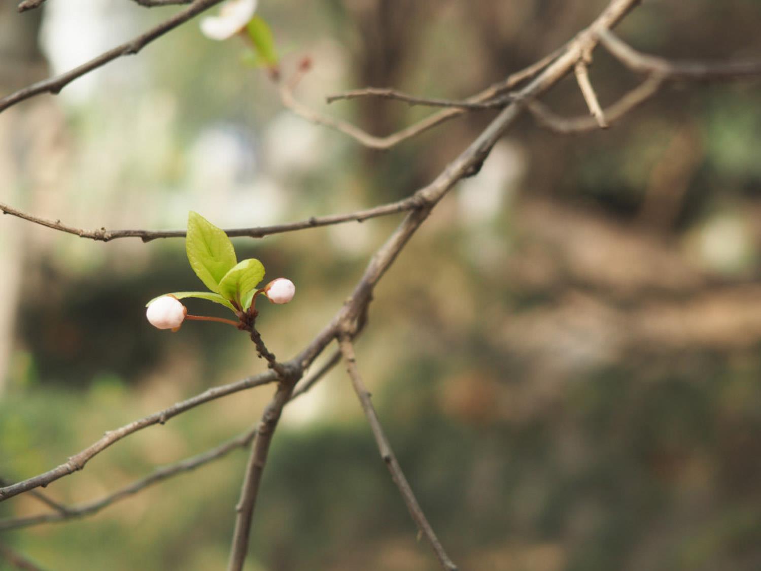 Purple Leaf Plum