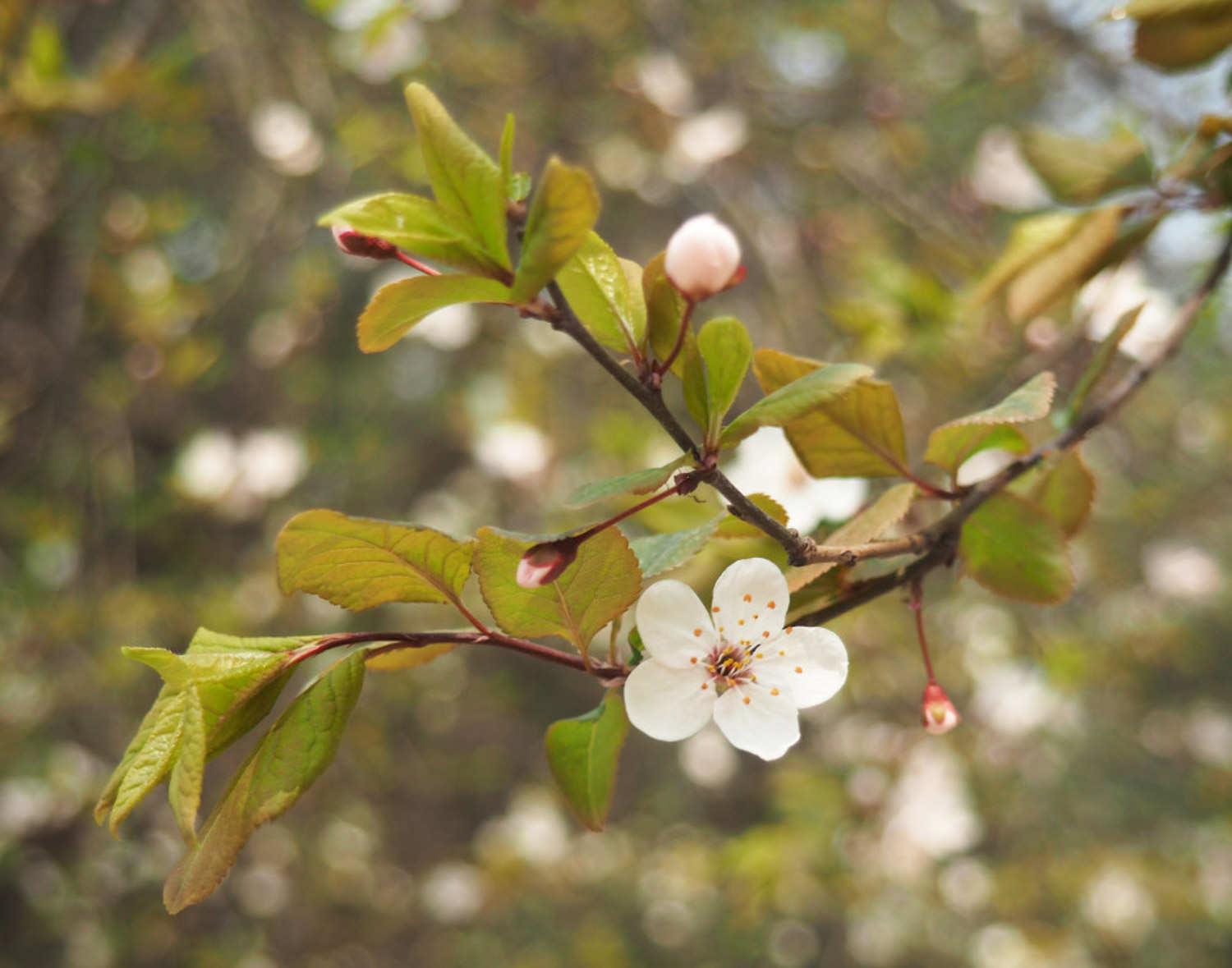 Purple Leaf Plum