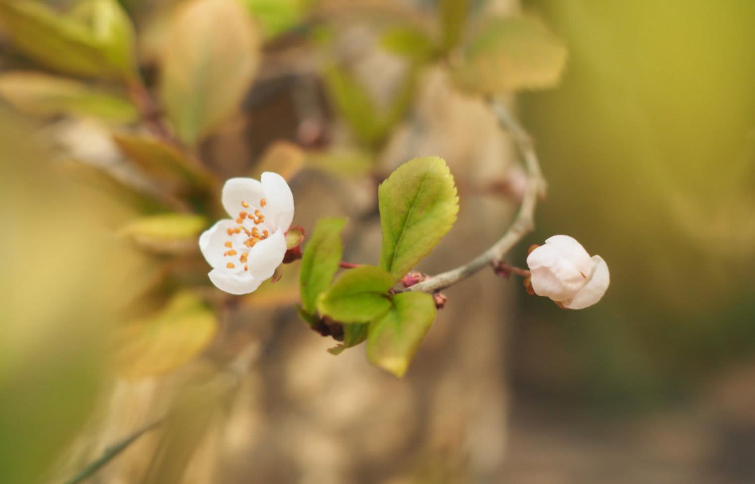 Purple Leaf Plum