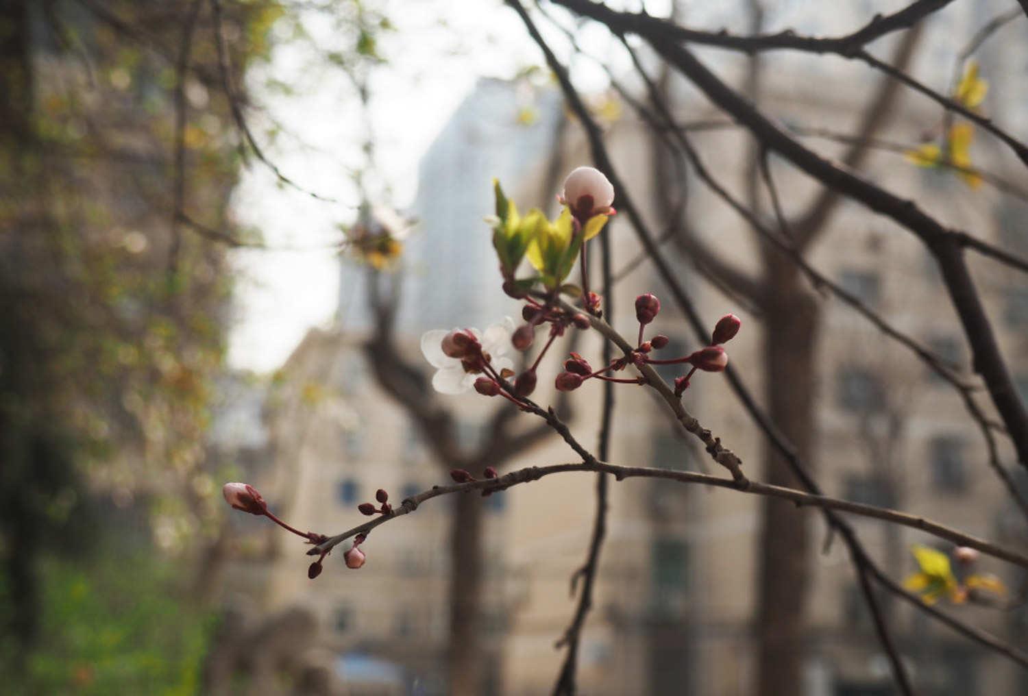 Purple Leaf Plum