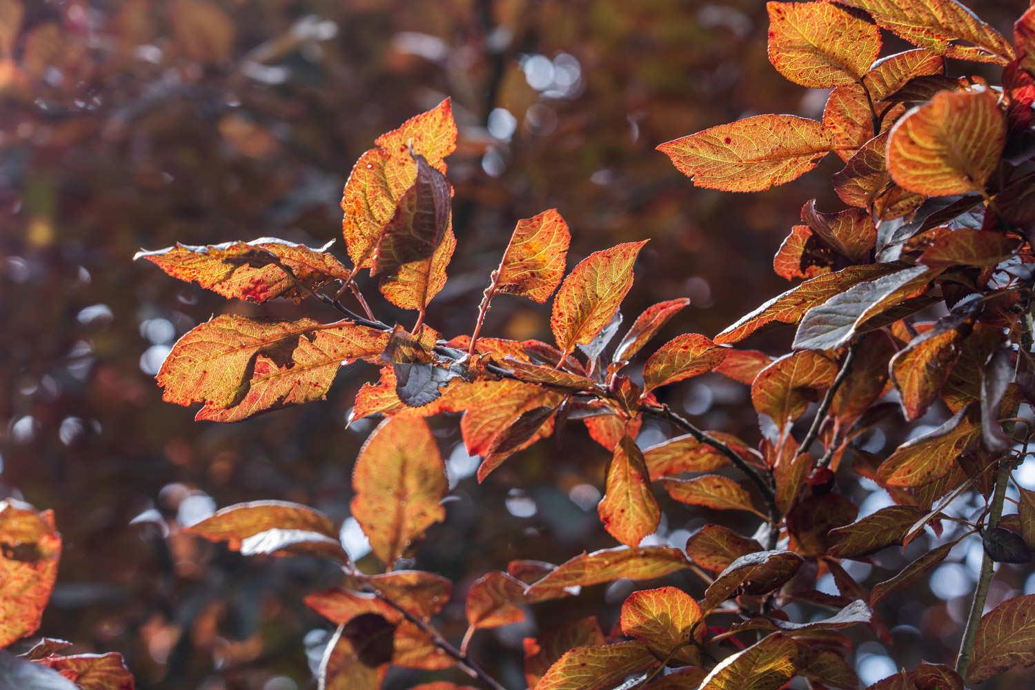 Purple Leaf Plum