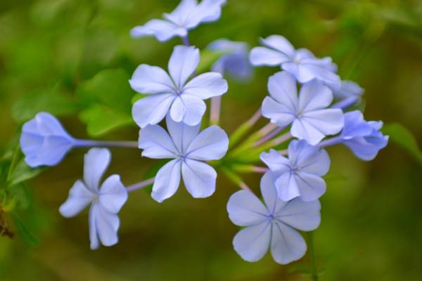 When will the blue flower flower bloom?