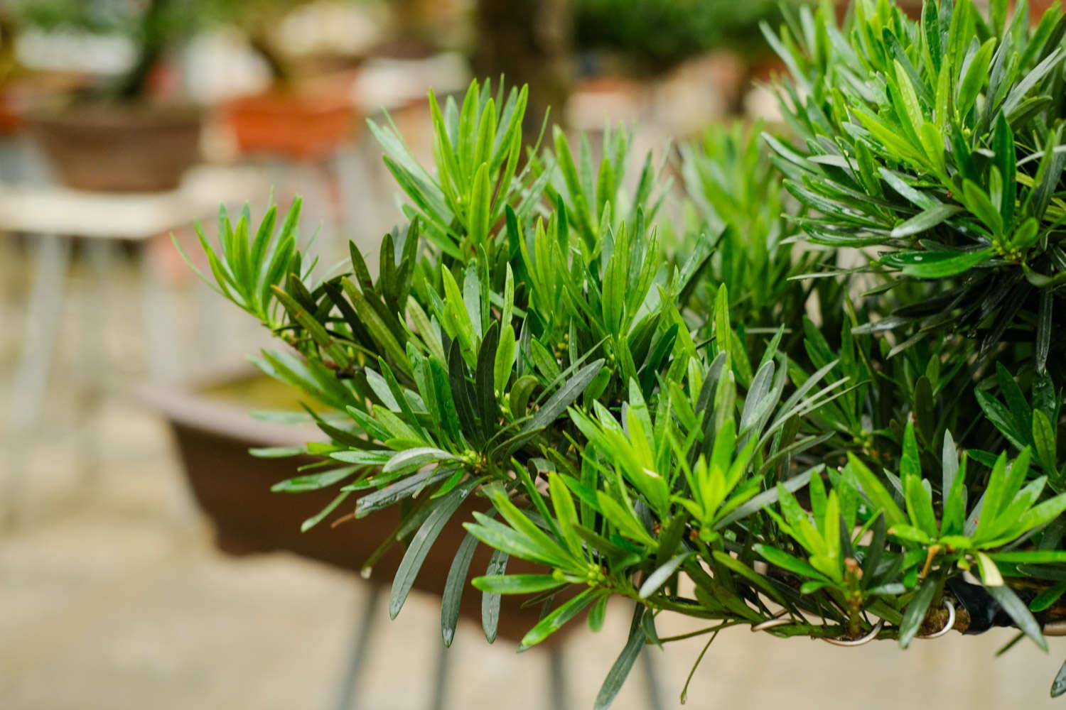 Podocarpus