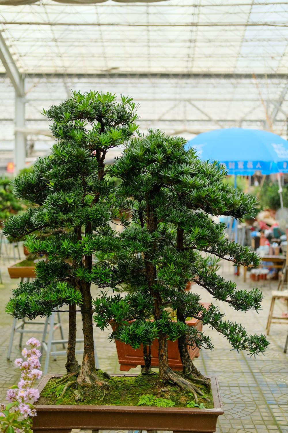  Podocarpus