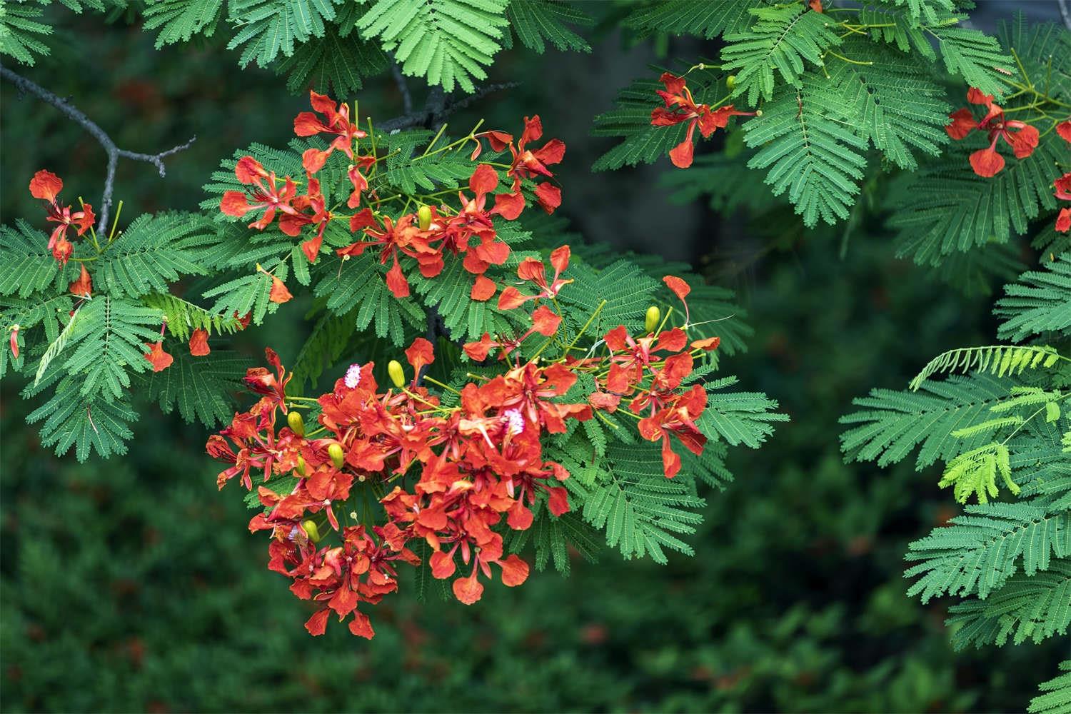 Poinciana