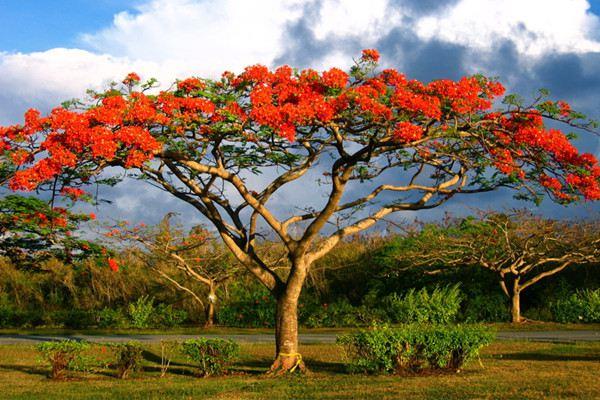 When does Poinciana bloom?