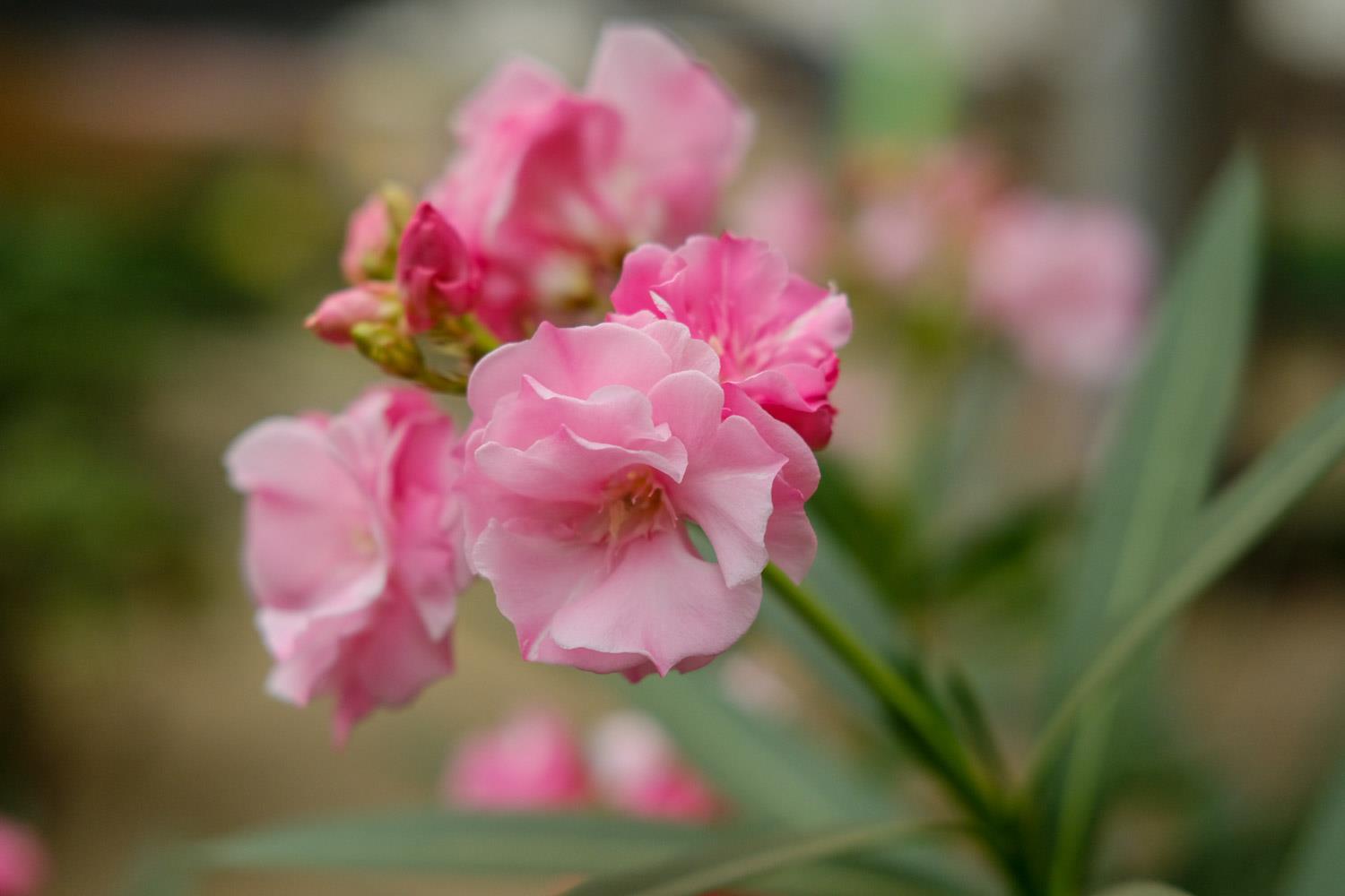 Oleander