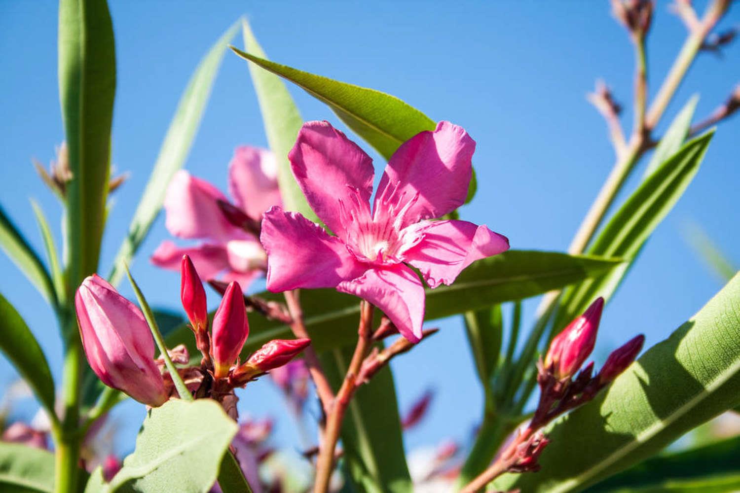 Oleander