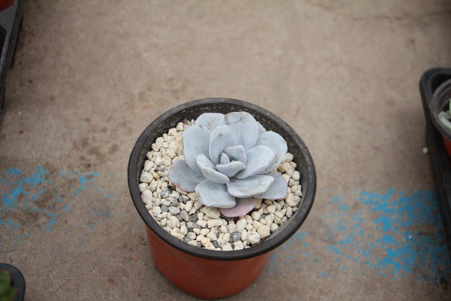 Snow Lotus Succulent