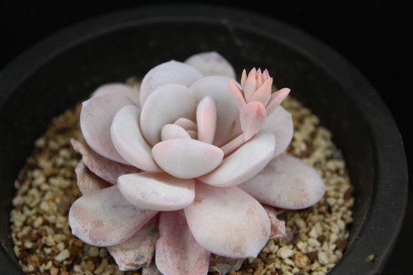 Succulent plant snow lotus picture appreciation