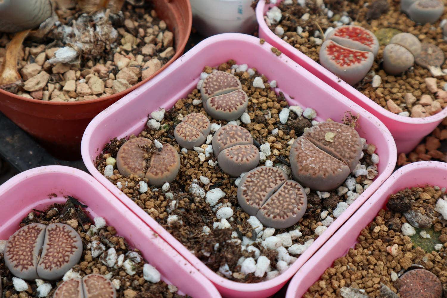 Lithops