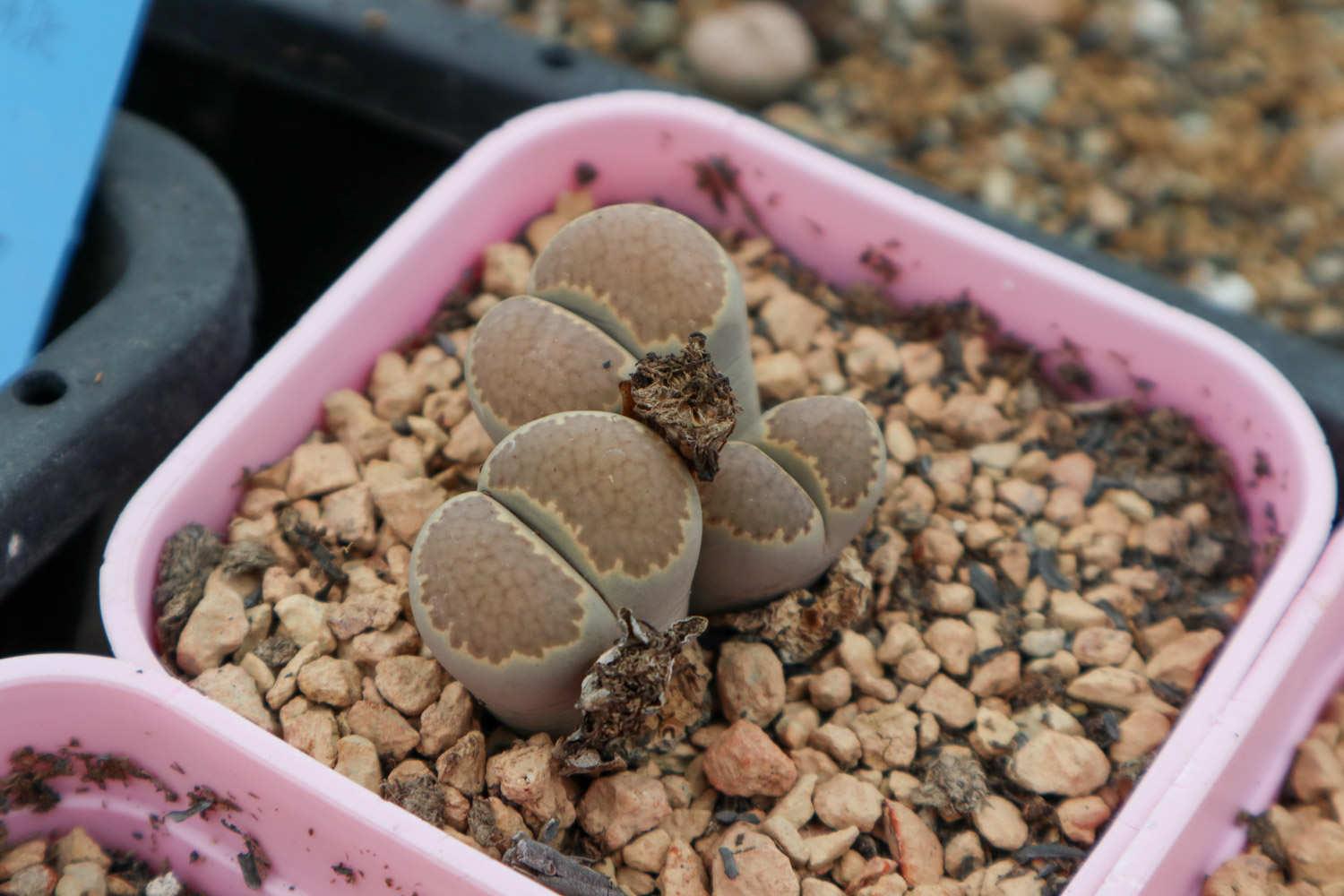  Lithops