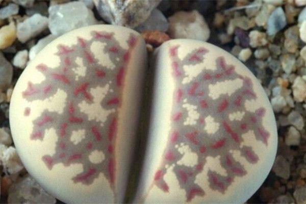 Lithops under the light, so beautiful