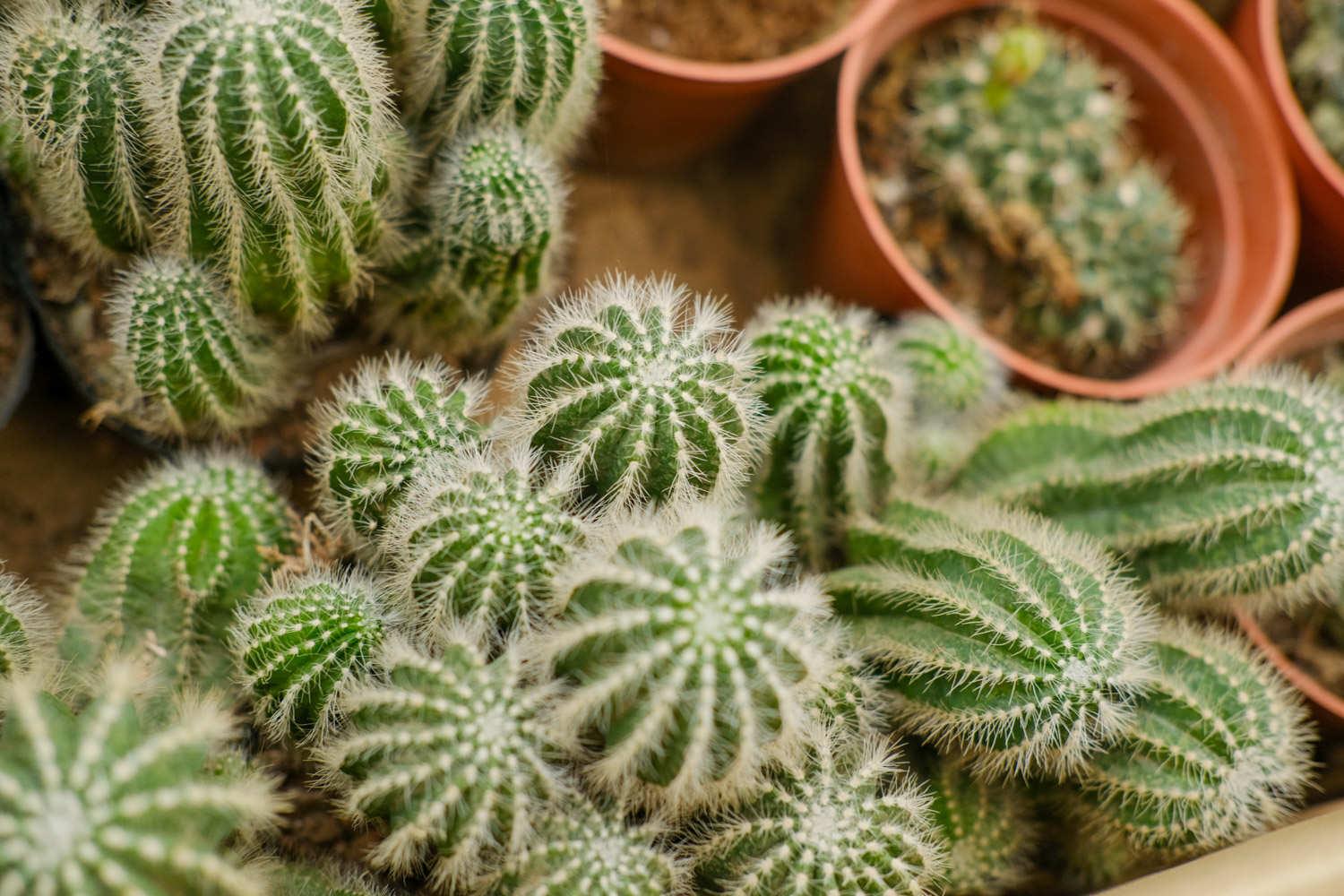 Cactus