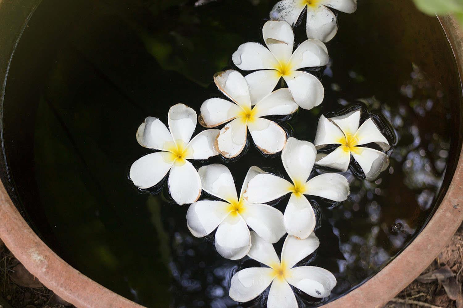 Plumeria