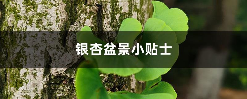 Tips for Ginkgo Bonsai