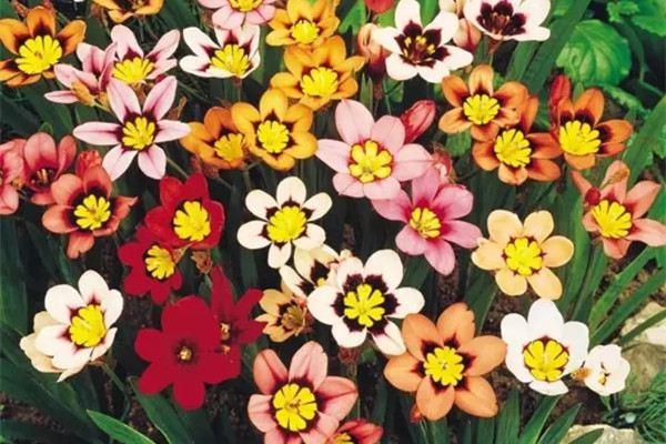 Flowers that can set off fireworks and make sausages, you will be satisfied if you see them once in your life