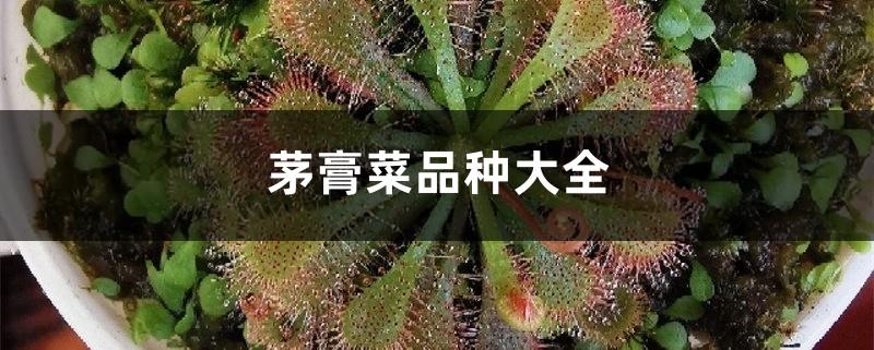 A complete list of sundew varieties