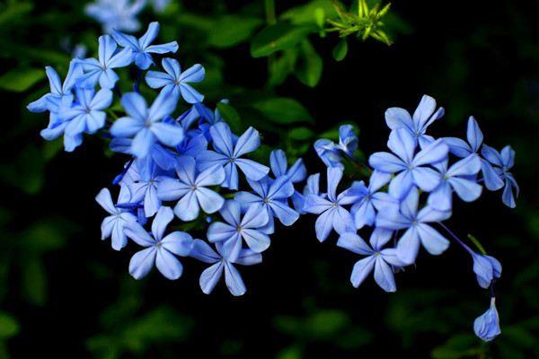 10 species like to grow like crazy Flowers that bloom all over the balcony in 3 months