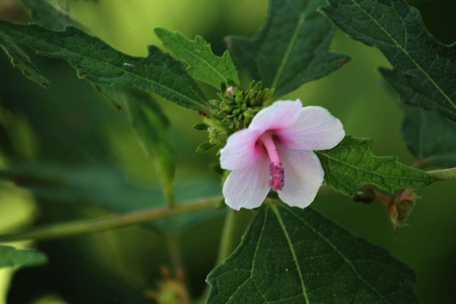 Hibiscus