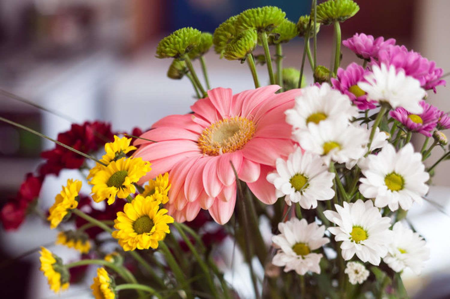 Chrysanthemum