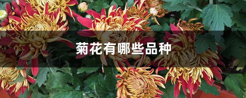 What are the varieties of chrysanthemums