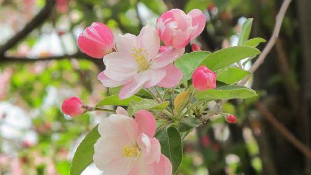 The difference between Xifu Begonia and Chuisi Begonia