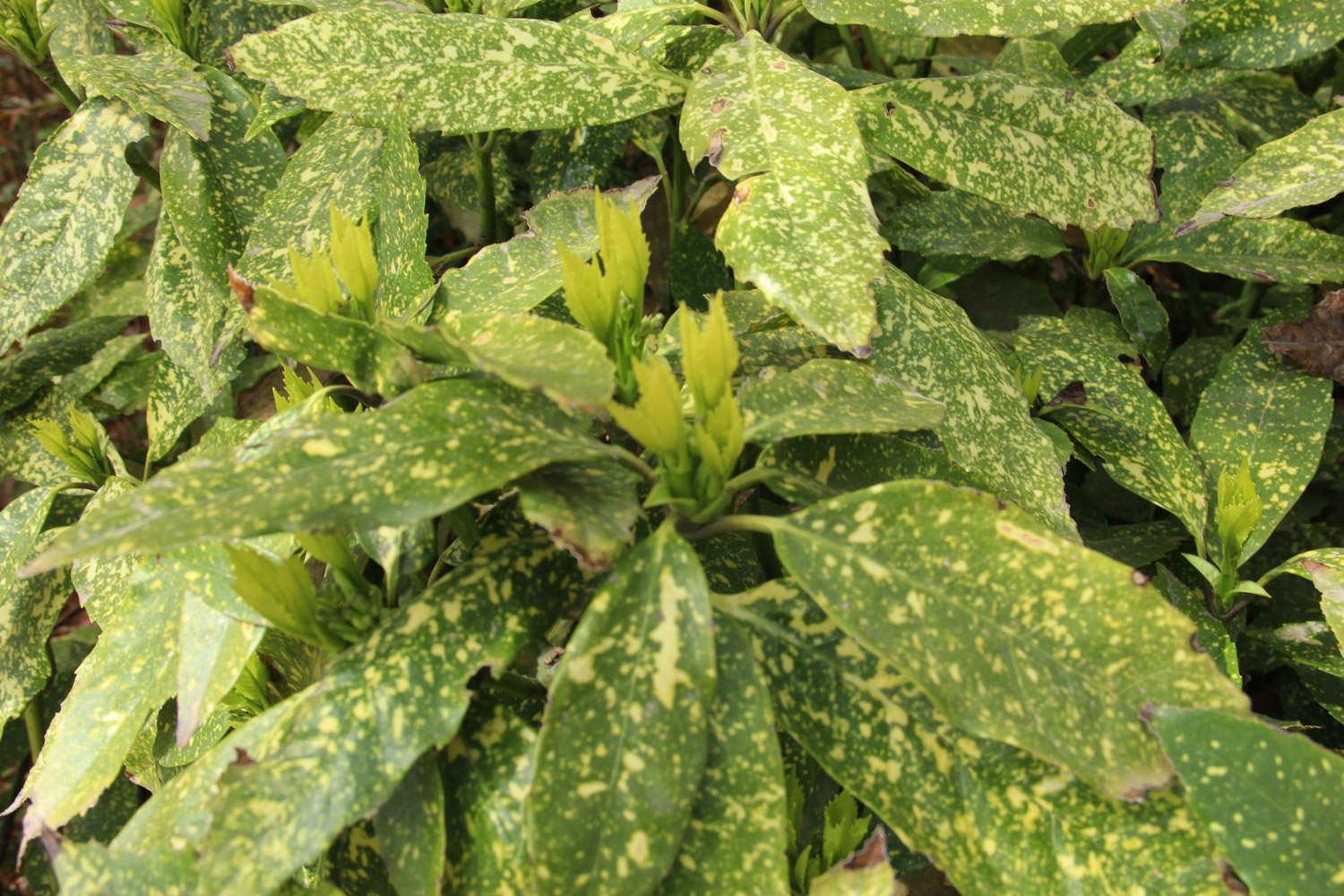 Sprinkled Golden Banyan