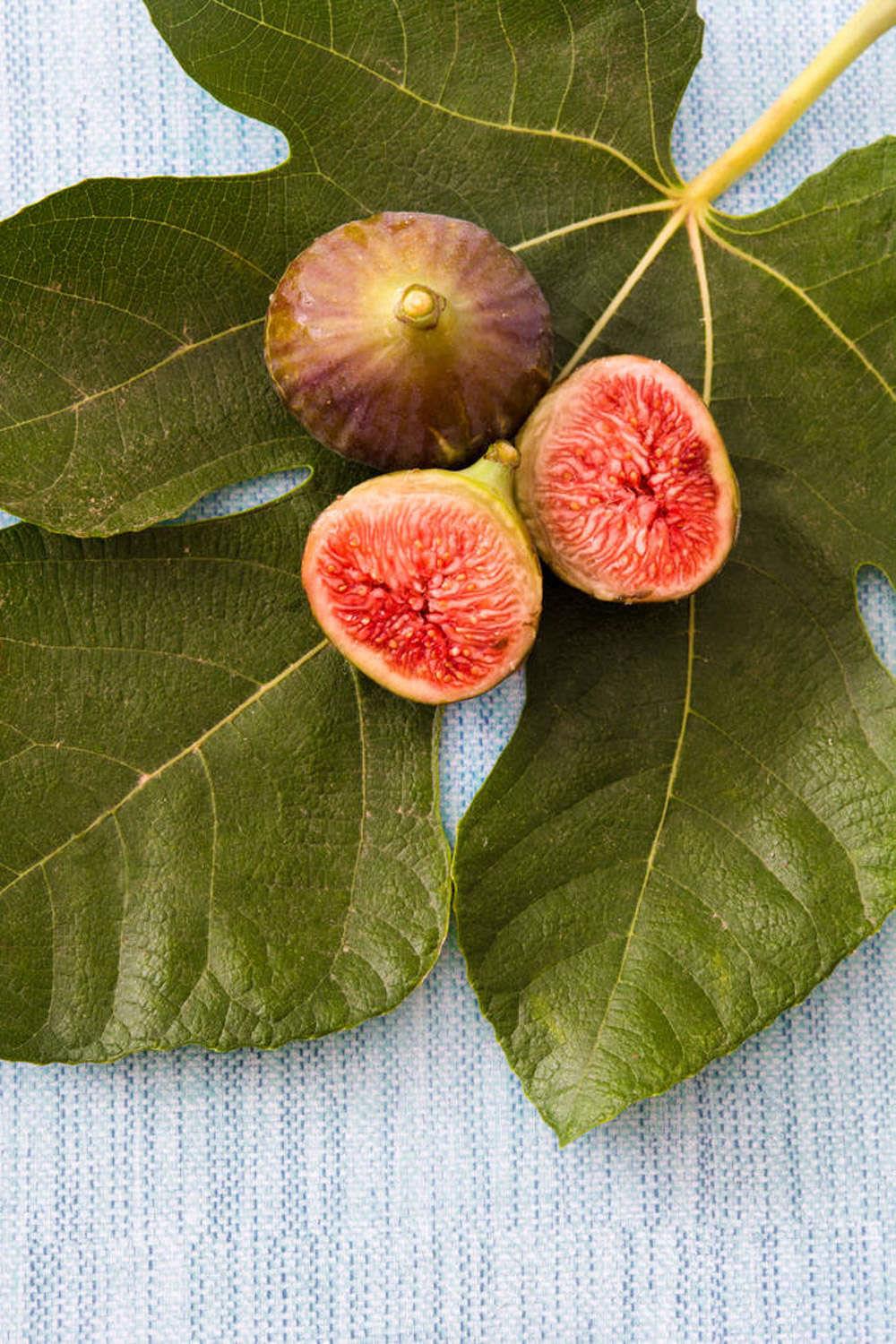 Fig