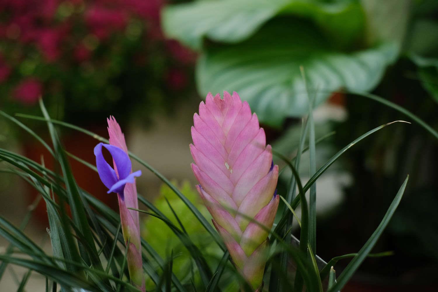 Tillandsia