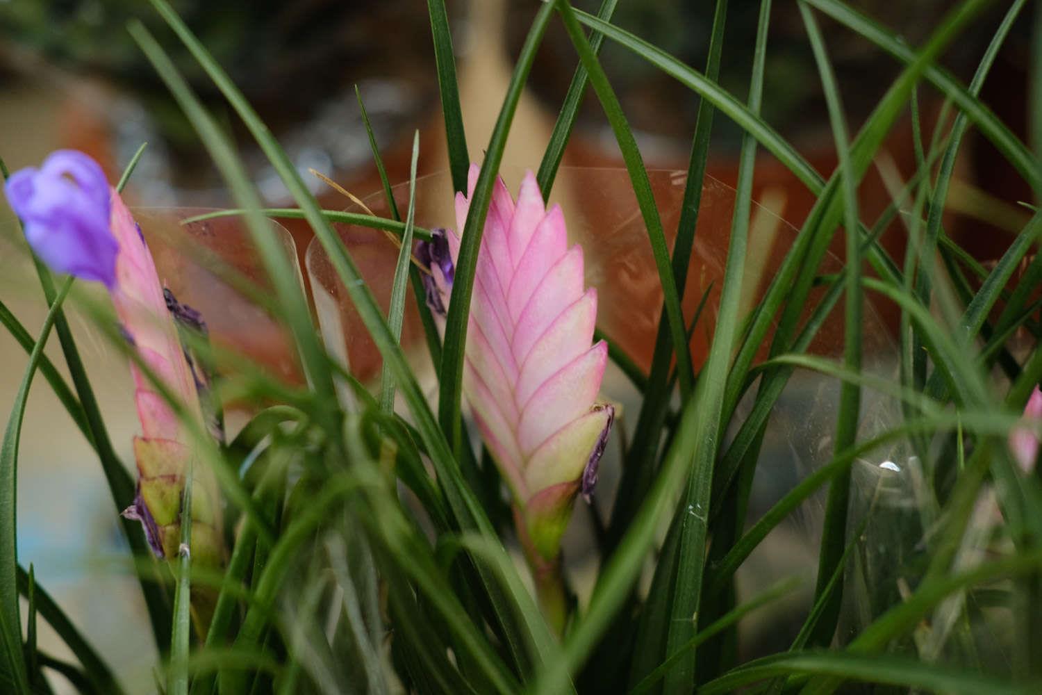 Tillandsia