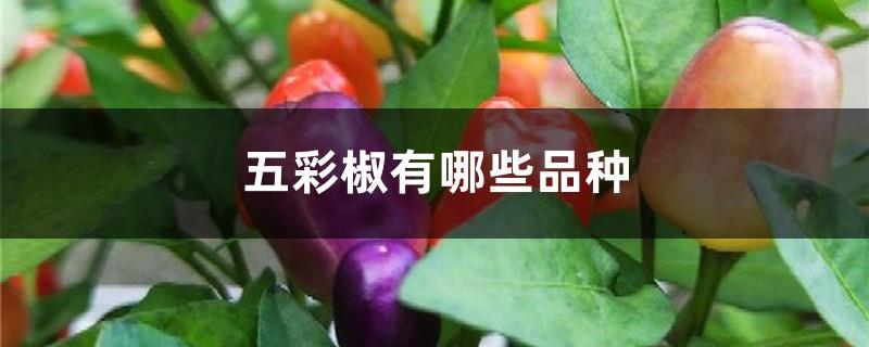 What are the varieties of colorful peppers