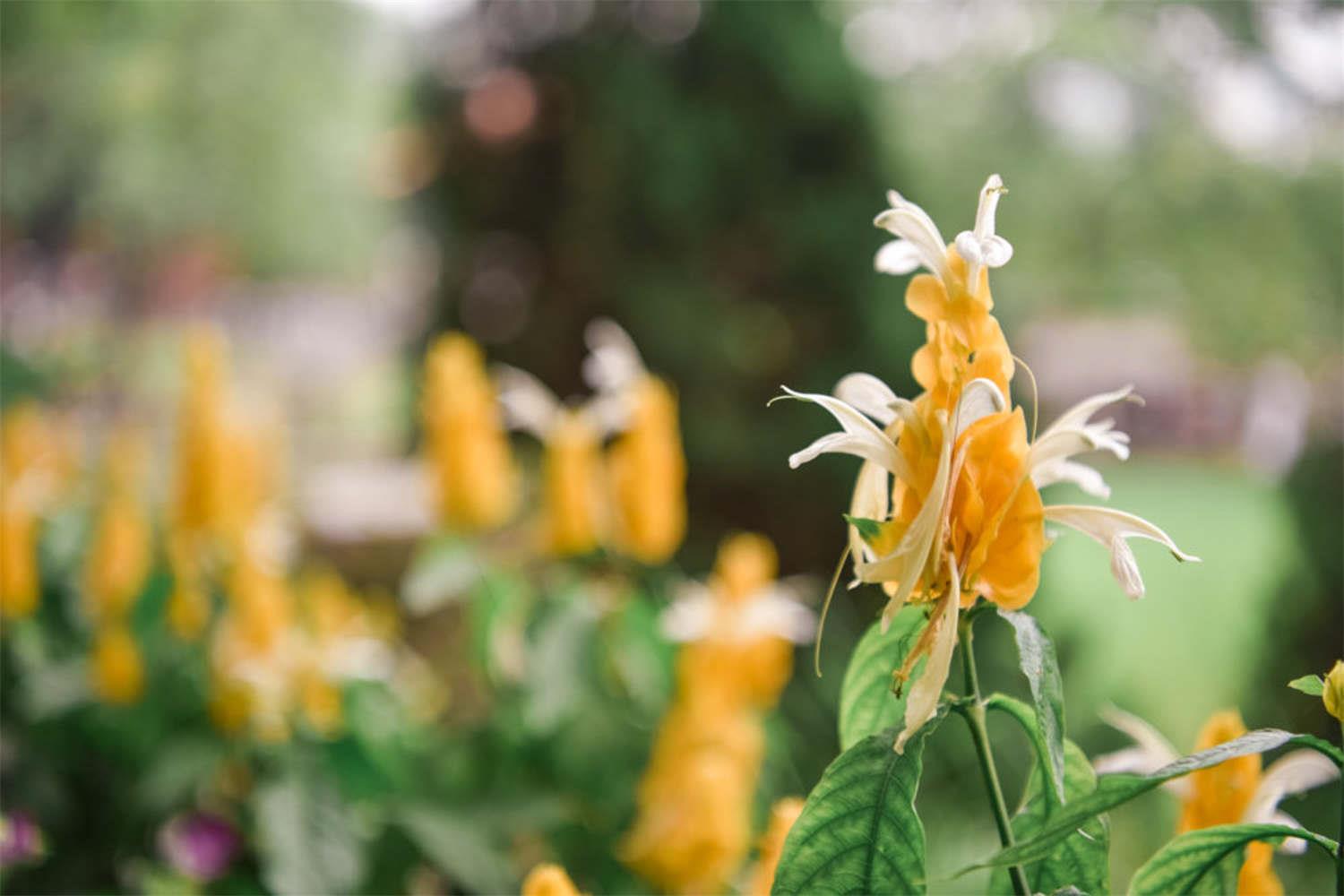 Golden Bract Flower